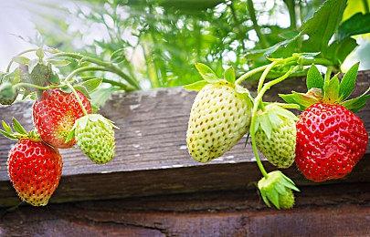 《小缇娜的奇幻之地》中文发售宣传片公布 现已登陆全平台